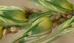 Basic biology of the grain aphid